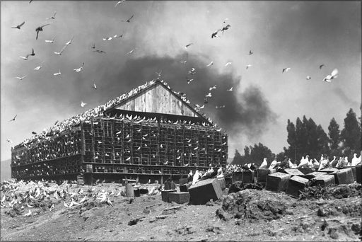 Poster, Many Sizes Available; Massive Bird Coop Covered In Pigeons On A Pigeon Ranch On The Los Angeles River, Ca.1900 (1496)  #031215