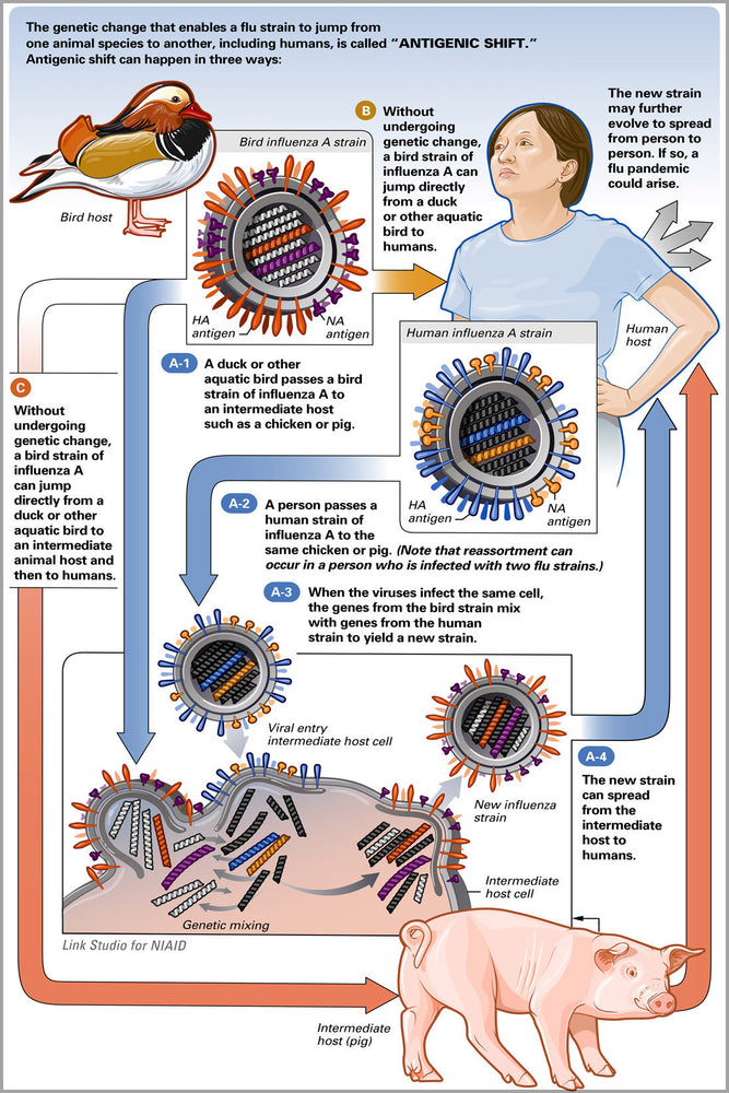 Poster, Many Sizes Available; Antigenic Shift Virology Genetics