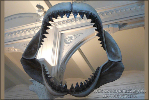 Poster, Many Sizes Available; Megalodon Shark Jaws Museum Of Natural History