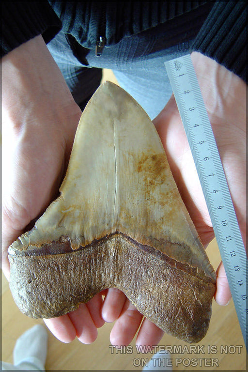 Poster, Many Sizes Available; Megalodon Tooth