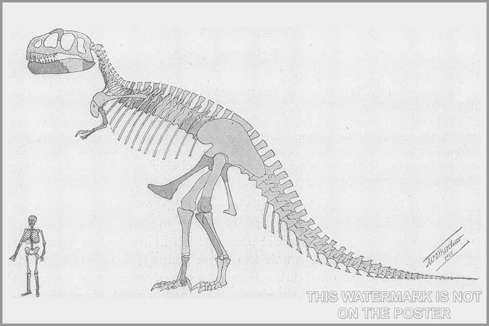 Poster, Many Sizes Available; Tyrannosaurus Rex Skeleton 1905