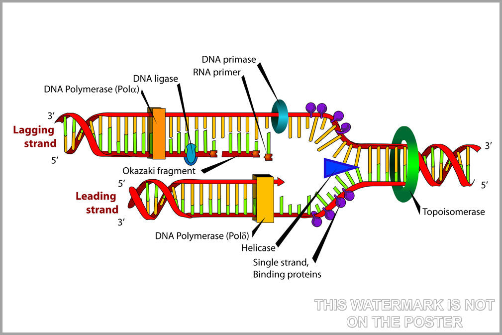 Poster, Many Sizes Available; Dna Replication Genetics Genes Analysis