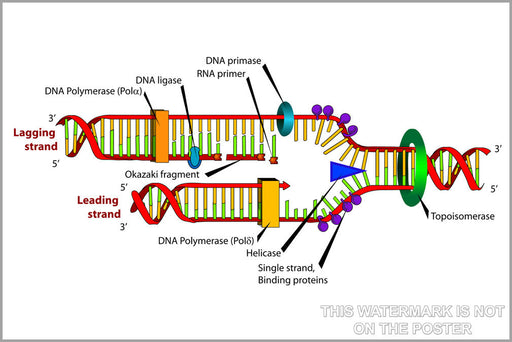 Poster, Many Sizes Available; Dna Replication Genetics Genes Analysis