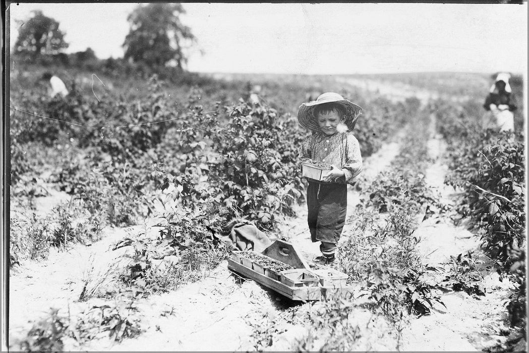 Poster, Many Sizes Available; A Four Year Old Helper In The Berry Fields. Mother Said,_He Helps A Little._Rock, Creek, Md. Nara 523211