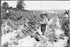 Poster, Many Sizes Available; A Four Year Old Helper In The Berry Fields. Mother Said,_He Helps A Little._Rock, Creek, Md. Nara 523211