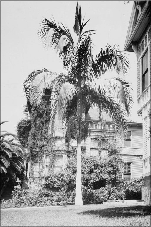 Poster, Many Sizes Available; Christmas Palm In Front Of A House, Los Angeles, Ca.1920 (Chs-5059)