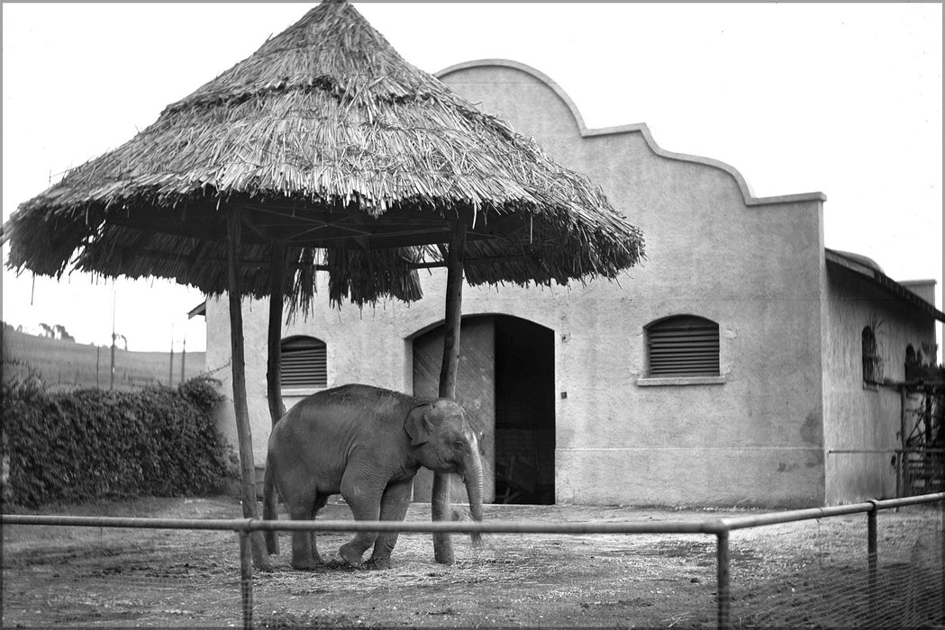 Poster, Many Sizes Available; Asian Elephant At The Los Angeles Zoo, Ca.1920 (-9746)