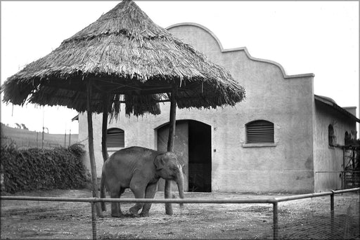 Poster, Many Sizes Available; Asian Elephant At The Los Angeles Zoo, Ca.1920 (-9746)