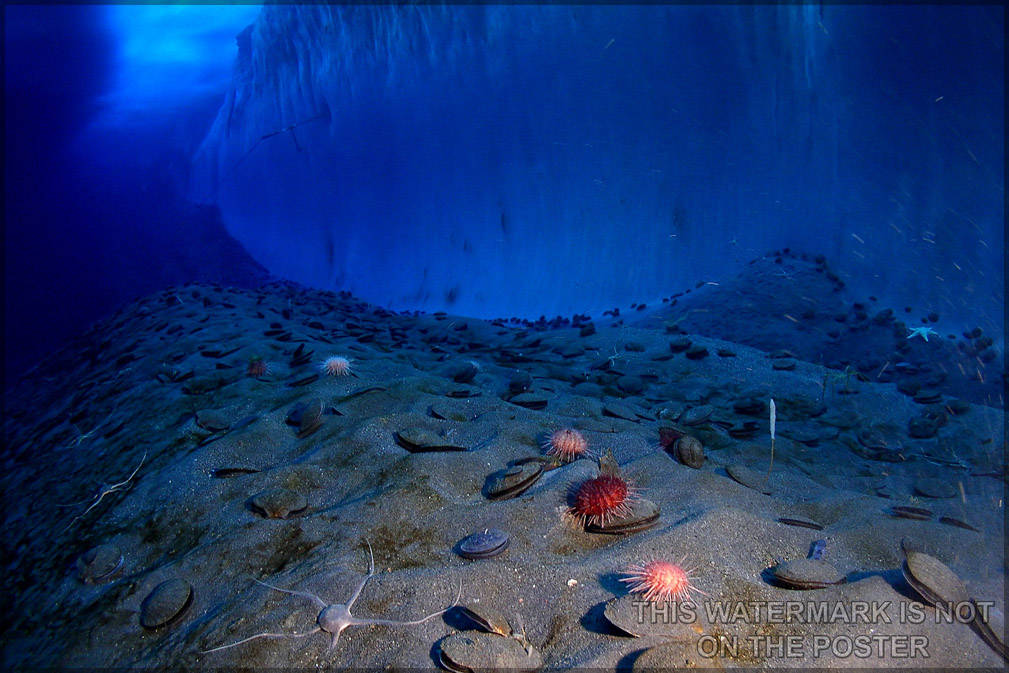 Poster, Many Sizes Available; Ice Wall And The Ocean Floor At Explorer&#39;S Cove, New Harbor, Mcmurdo Sound