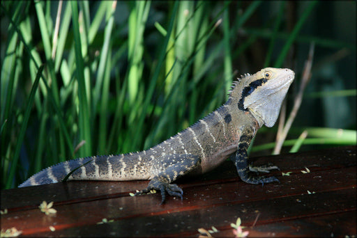 Poster, Many Sizes Available; Water Dragon Lizard