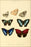 Poster, Many Sizes Available; Illustrations Of New Species Of Exotic Butterflies Paphia Ii