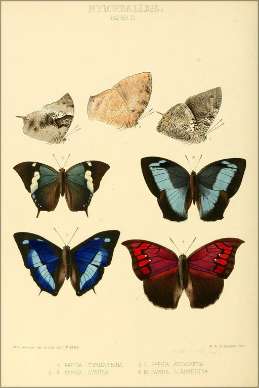 Poster, Many Sizes Available; Illustrations Of New Species Of Exotic Butterflies Paphia Ii