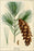 Poster, Many Sizes Available; White Pine. Pinus Strobus 1819