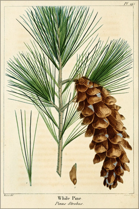 Poster, Many Sizes Available; White Pine. Pinus Strobus 1819