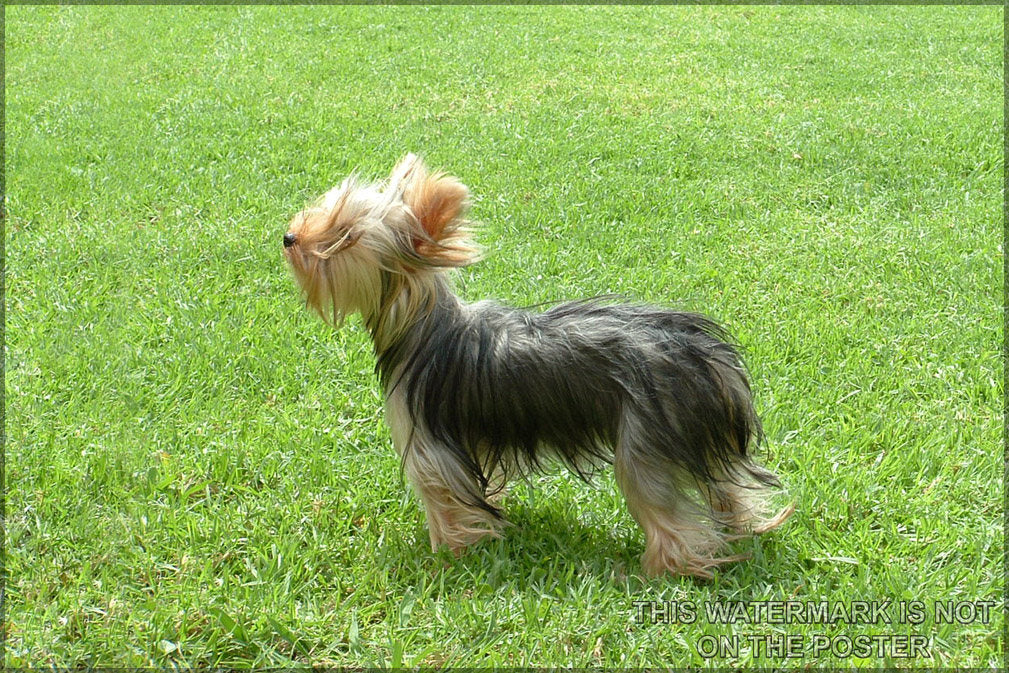 Poster, Many Sizes Available; Yorkshire Terrier