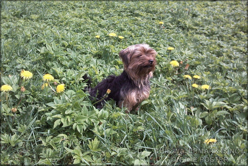 Poster, Many Sizes Available; Yorkshire Terrier P2