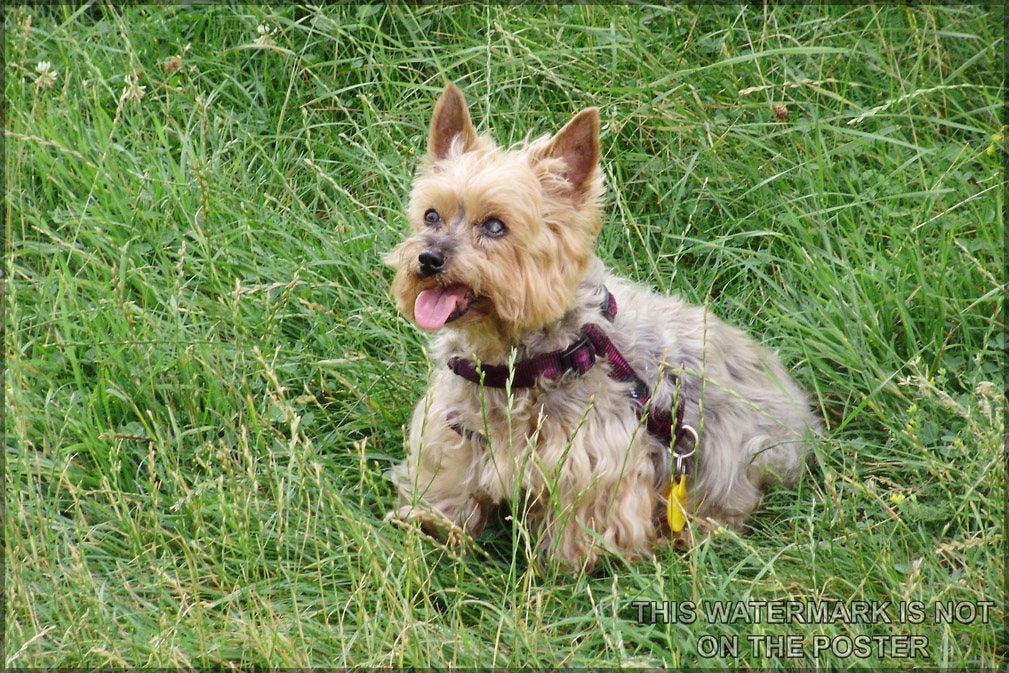 Poster, Many Sizes Available; Yorkshire Terrier P3