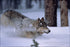 Poster, Many Sizes Available; Gray Wolf Yellowstone