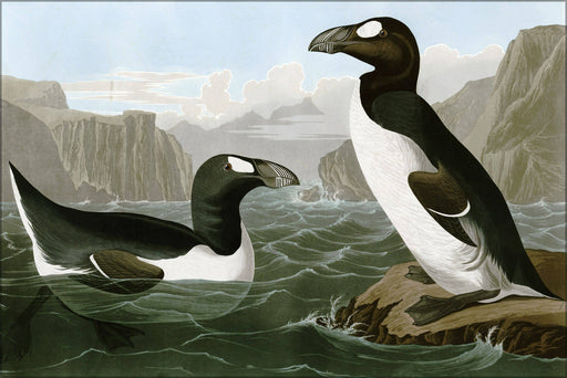 Poster, Many Sizes Available; Great Auk, Penguin By John James Audubon