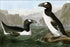 Poster, Many Sizes Available; Great Auk, Penguin By John James Audubon