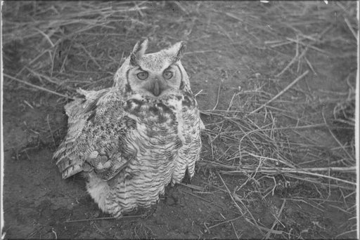 Poster, Many Sizes Available; Great Horned Owl Sitting On Ground Nara 283826