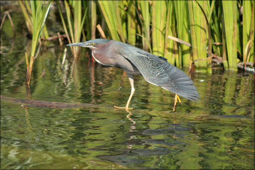 Poster, Many Sizes Available; Green Heron North Pond Chicago