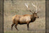 Poster, Many Sizes Available; Elk Or Wapiti