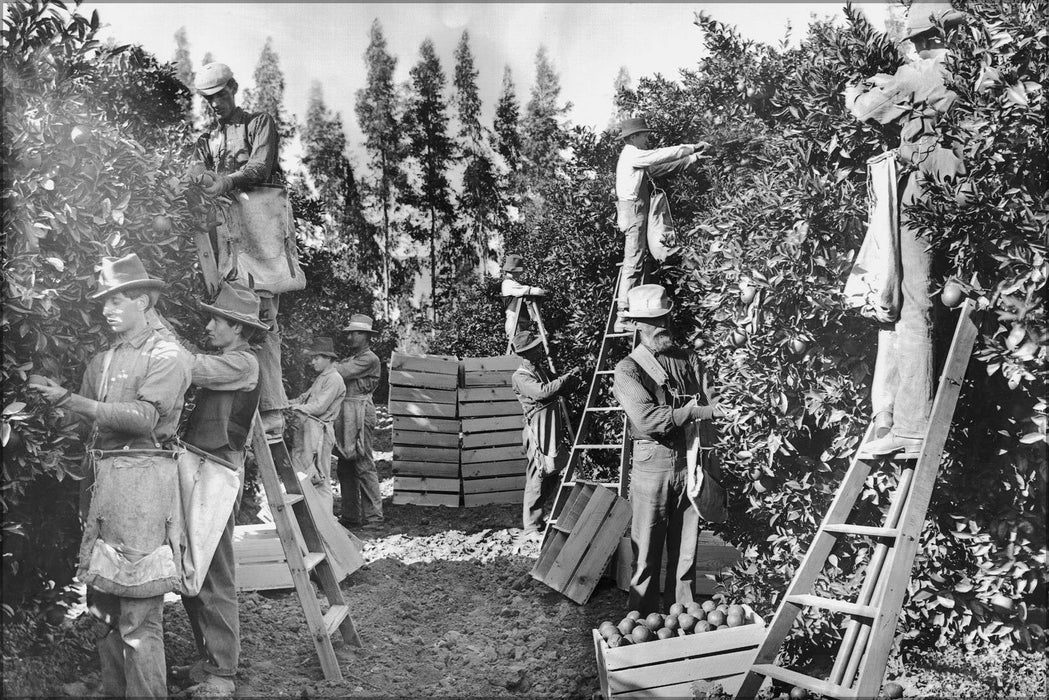 Poster, Many Sizes Available; Group Of Fruit Pickers Picking Oranges On Richards Ranch, North Pomona, California, 1905 (Chs-1662) #031715