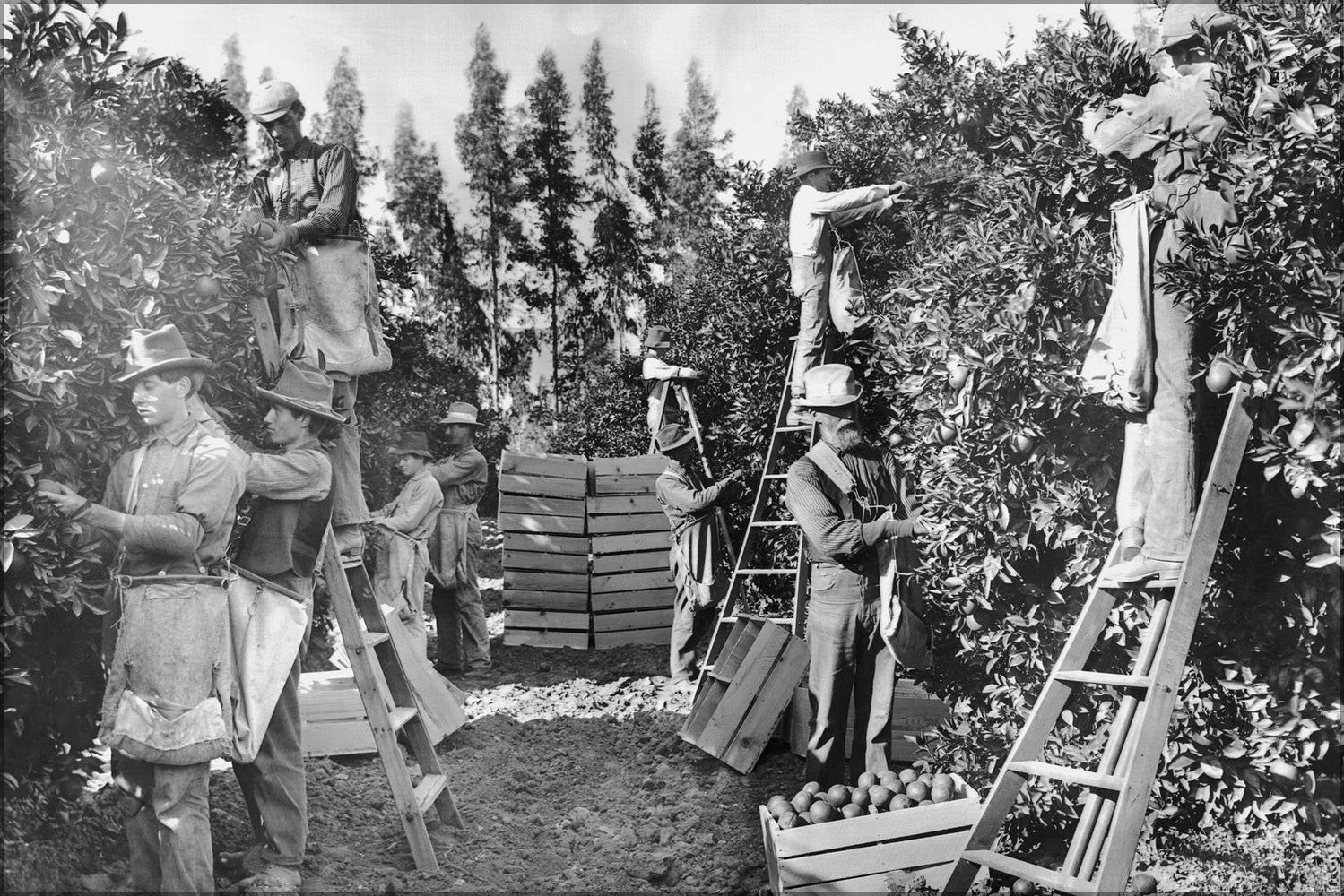 Poster, Many Sizes Available; Group Of Fruit Pickers Picking Oranges On Richards Ranch, North Pomona, California, 1905 (Chs-1662) #031715
