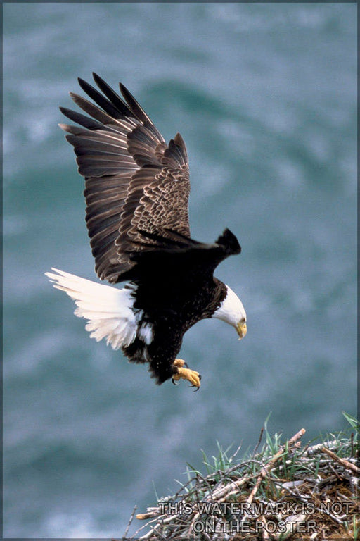 Poster, Many Sizes Available; Bald Eagle - Copy