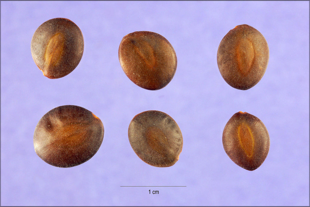 Poster, Many Sizes Available; Acacia Greggii Seeds