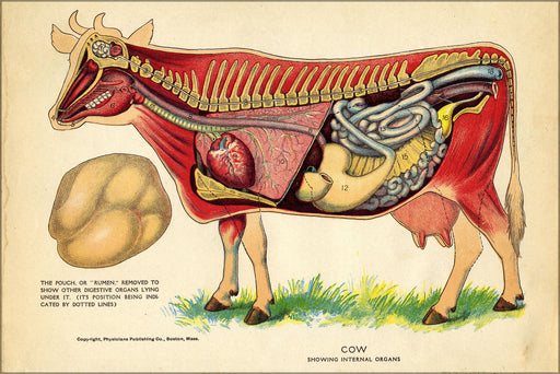 Poster, Many Sizes Available; Interior Of A Cow From The Household Physician, 1905 14147237759