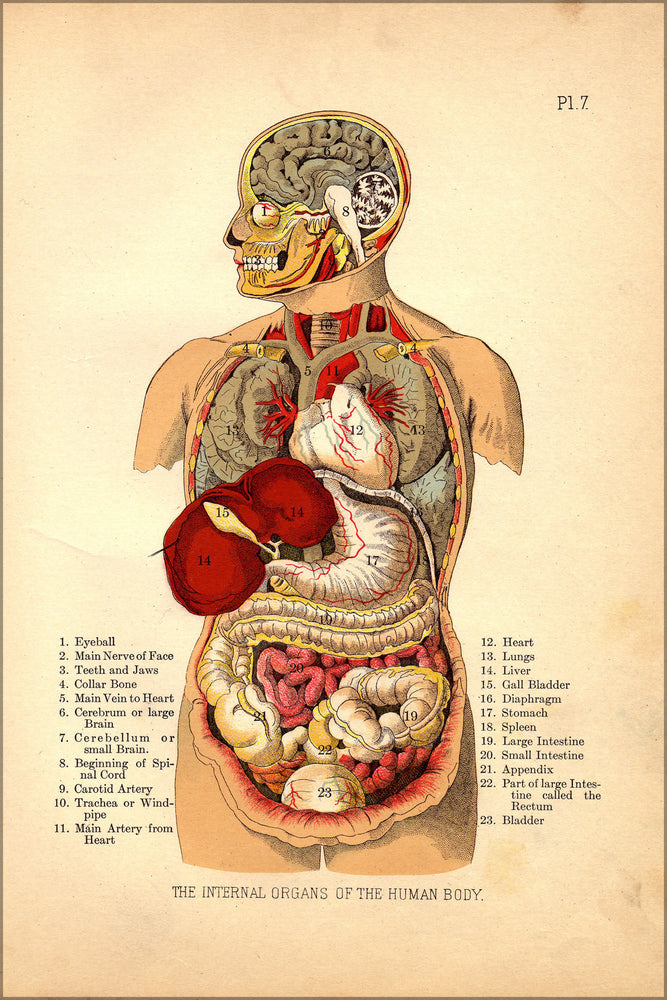 Poster, Many Sizes Available; Internal Organs Of The Human Body From The Household Physician, 1905 6404030777