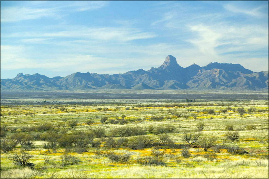 Poster, Many Sizes; Desert Plants Landscape