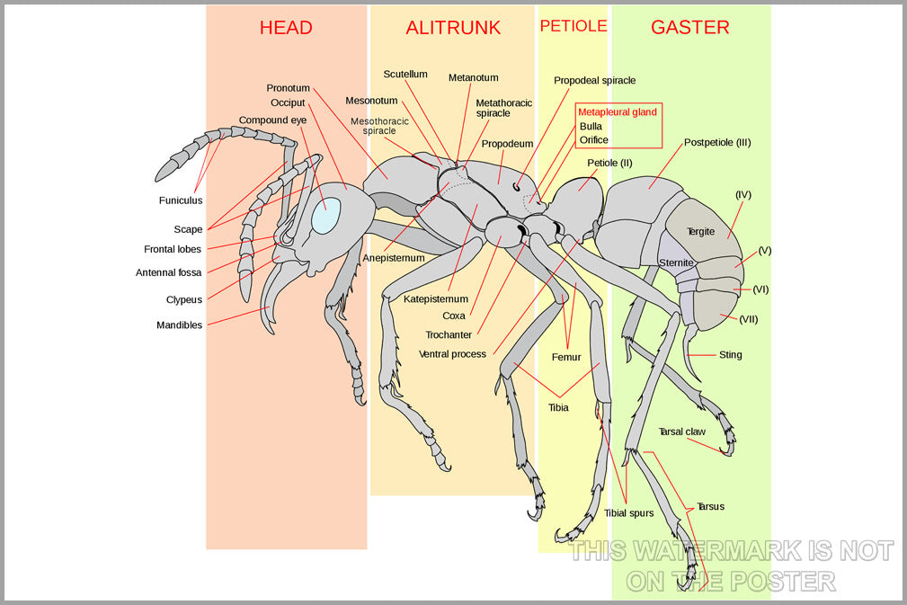 24"x36" Gallery Poster, worker ant anatomy