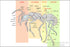 24"x36" Gallery Poster, worker ant anatomy